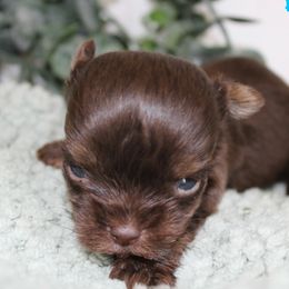 Yorkshire Terrier Puppies from Peach Yorkies
