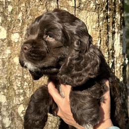 Cocker Spaniel Puppies from Anastasia Knight's Cocker Spaniels