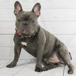 Drake - French Bulldog