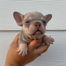 Green Boy - Black and tan male French Bulldog puppy in Dawsonville, Georgia from Baros Kennel