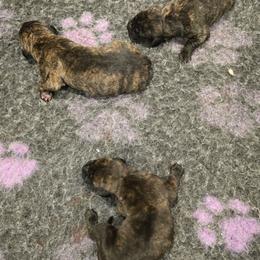 Female 1 - Tiger female Perro de Presa Canario puppy in Pocahontas, Illinois from Cabeza Grande Kennel