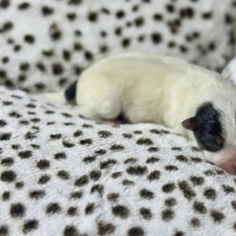 Optimus Primal - Blue male Australian Cattle Dog puppy in Rosharon, Texas from 4Surge Cattle Dogs