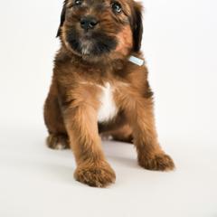 Assorted Doodle Crosses, Bernedoodle, Double Doodle, Goldendoodle, Labradoodle, and Whoodle Puppies from Our Little Farm Life Doodles