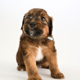 Assorted Doodle Crosses, Bernedoodle, Double Doodle, Goldendoodle, Labradoodle, and Whoodle Puppies from Our Little Farm Life Doodles