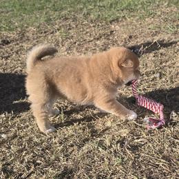 Shiba Inu Puppies from Diwasou