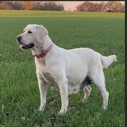 Pearl - Labrador Retriever
