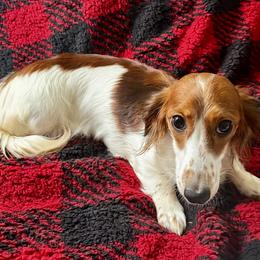 Nova - Dachshund
