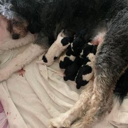 Bernedoodle Puppies from Hollie Walker's Bernedoodles