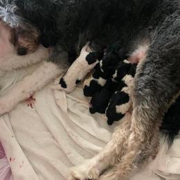 Bernedoodle Puppies from Hollie Walker's Bernedoodles