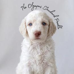 Colin Bridgerton - White male Poodle puppy in Spring Hills, Florida from The Olympus Standard Poodle