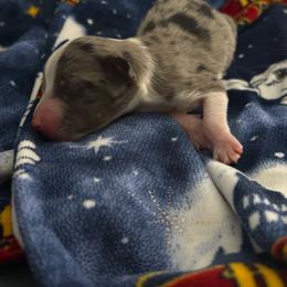 Butter - Blue merle male Miniature Australian Shepherd puppy in Murfreesboro, Tennessee from Skye’s Waggin’ Aussies
