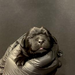 Willow - Black female Newfoundland puppy in Tully, New York from Bear Paw Newfoundlands