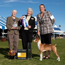 Rat Terrier All Grown Up from Sugarloafer Rat Terriers