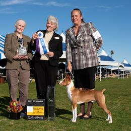 Rat Terrier All Grown Up from Sugarloafer Rat Terriers