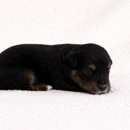 Rowan - Black & white male Australian Shepherd puppy in Delta, Colorado from SATA Kennels
