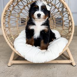 Catalina - Tri-color female Bernedoodle puppy in West Haven, Utah from Split Mountain Doodles