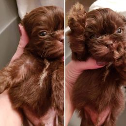 Goldendoodle and Shih Tzu Puppies from Angel Companions Farm