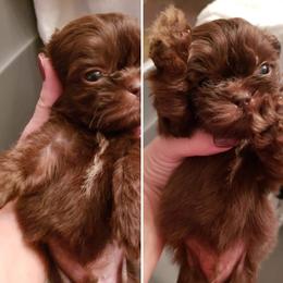 Goldendoodle and Shih Tzu Puppies from Angel Companions Farm