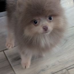 Australian Shepherd and Pomeranian Puppies from Sandy Aussies & Pomeranians