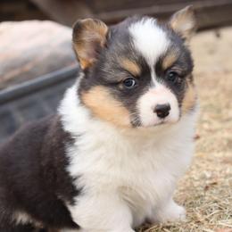 Monica - Black and tan female Pembroke Welsh Corgi puppy in St. Charles, Iowa from Kim Boyle's Pembroke Welsh Corgis