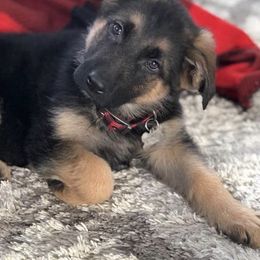 German Shepherds and West Highland White Terriers from Country Grove Breeding LLC