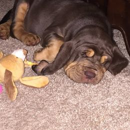 Bloodhound and Mastiff Puppies from Teoc Bloodhounds and Mastiffs