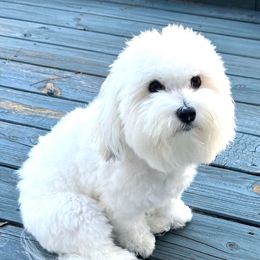Diva - Coton de Tulear