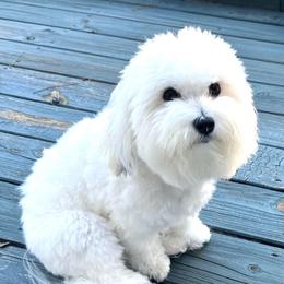 Diva - Coton de Tulear