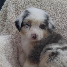 Pearl - Blue merle female Australian Shepherd puppy in Springfield, Oregon from Shelter Cove Aussies