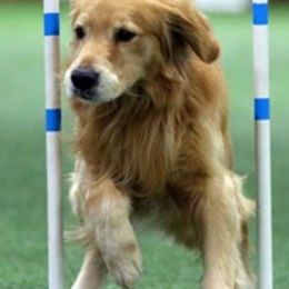 Golden Retrievers from Sharon Mudgett's Golden Retrievers