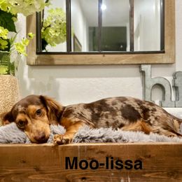 Moo-Moo - Dachshund