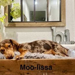 Moo-Moo - Dachshund