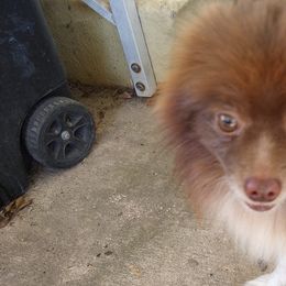 Pomeranians from Tennatious Pomeranians