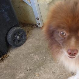 Pomeranians from Tennatious Pomeranians