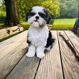 Floki - Shih Tzu