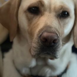 Labrador Retrievers from Jana's Labrador Retrievers