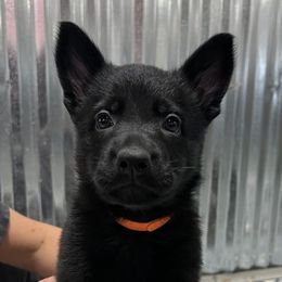 Girl 4 - Black German Shepherd puppy in Terrell, Texas from Von Brodek Kennels
