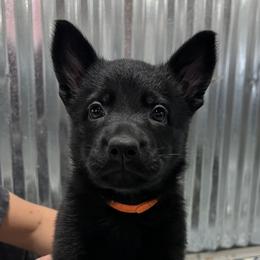 Girl 4 - Black German Shepherd puppy in Terrell, Texas from Von Brodek Kennels