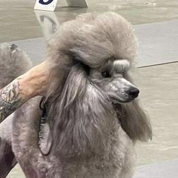 Kismet - Poodle