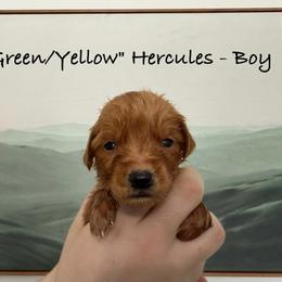 Hercules - Dark golden male Golden Retriever puppy in Weston, Missouri from Love is Golden