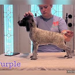 Purple - Liver and white female German Wirehaired Pointer puppy in Umatilla, Florida from Double D Picards and GWPs