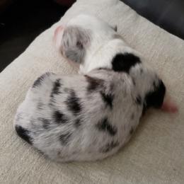 Minnie - Blue merle and white female Cardigan Welsh Corgi puppy in Myton, Utah from Cardigan Corgi Cuties 💓