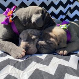 Great Dane Puppies from Sand Mountain Danes LLC