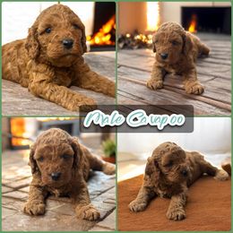 Red Male Cavapoo - Red male Cavapoo puppy in Harrah, Oklahoma from Sunshines Pomeranians & Cavapoos
