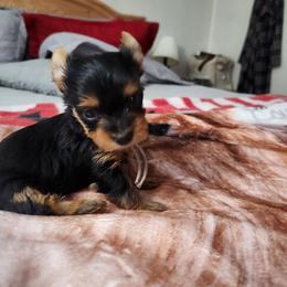 Belaire - Black and tan female Yorkshire Terrier puppy in Sidney, Ohio from Little Yorkie World