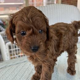 Boy 2 - male Cockapoo puppy in Amherst, Ohio from Cockapoo Companions
