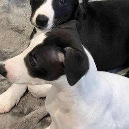 JD - Black Whippet puppy in Belgrade, Montana from Lexylews Montana Whippets