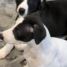 JD - Black Whippet puppy in Belgrade, Montana from Lexylews Montana Whippets