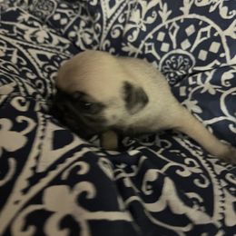 Boy 8 - Pug puppy in South Carolina from Pugs From the Corner