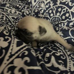 Boy 8 - Pug puppy in South Carolina from Pugs From the Corner